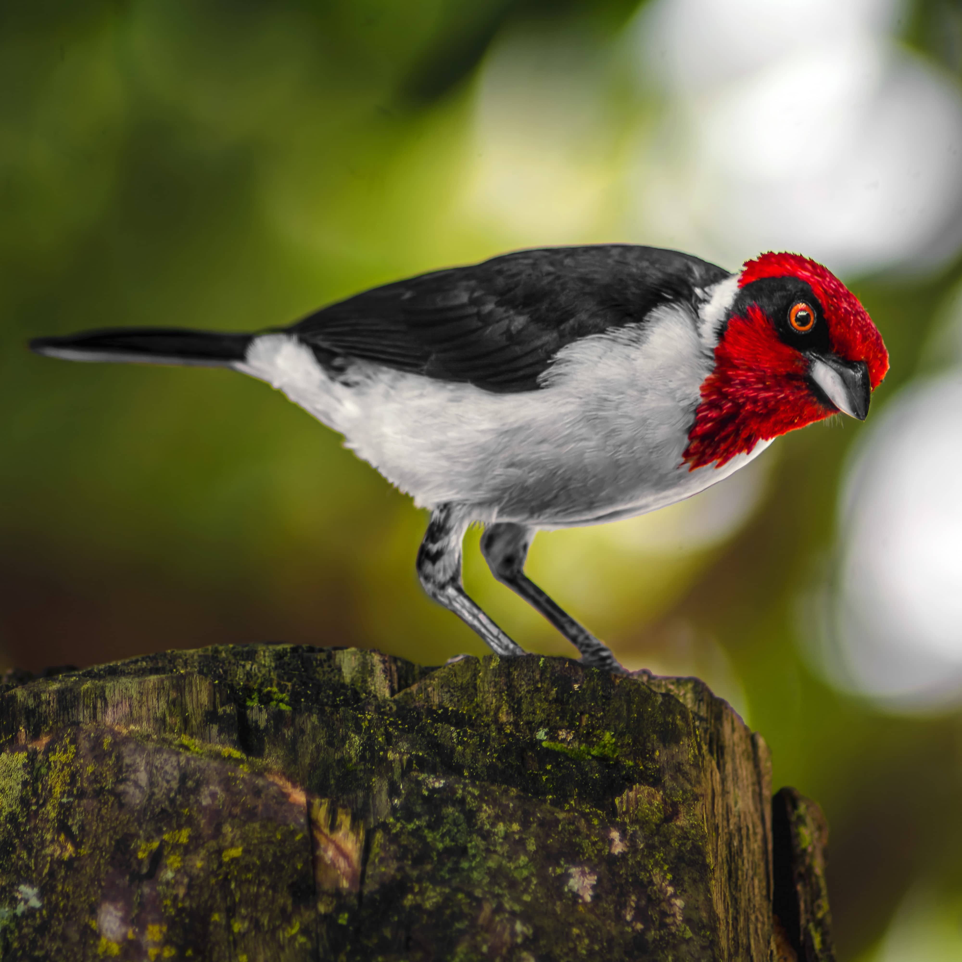 Masked Cardinal